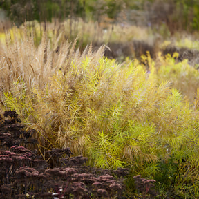 Amsonie - Amsonie hubrichtii - Amsonia hubrichtii
