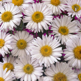 Aster  des Alpes Albus - Willemse
