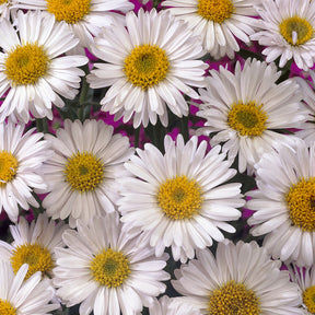Aster  des Alpes Albus - Willemse