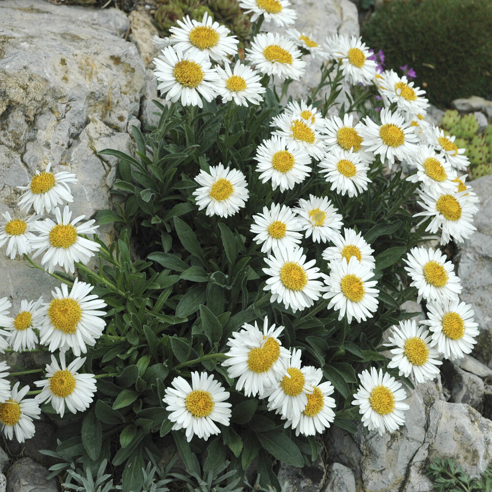 Aster  des Alpes Albus - Aster alpinus Albus - Willemse