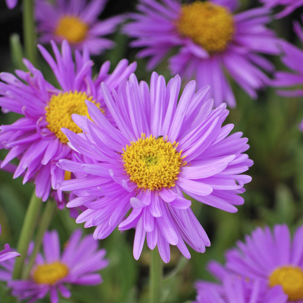 Aster alpinus Happy End - Aster  des Alpes Happy End - Aster