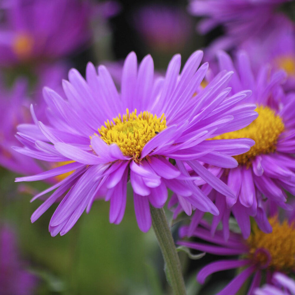 Aster - Aster  des Alpes Happy End - Aster alpinus Happy End