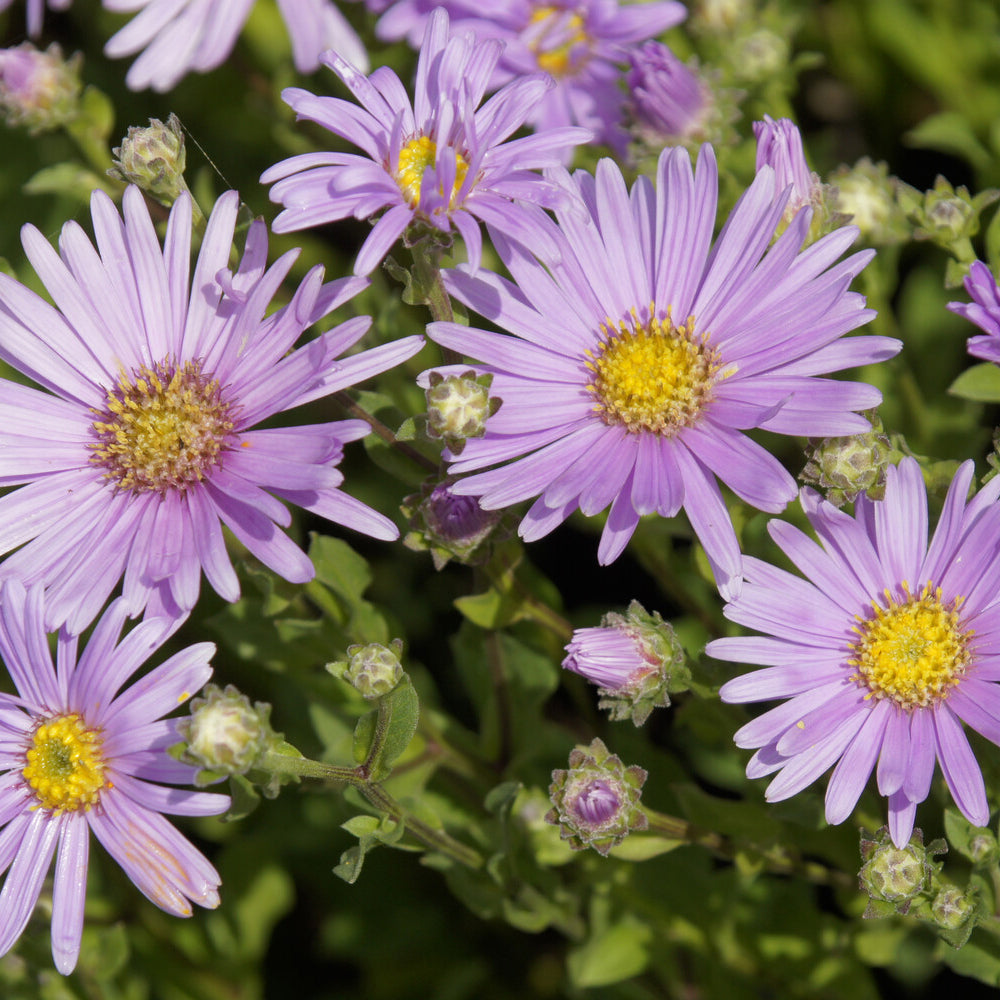 Œils de Christ Rosa Erfüllung - Astérie - Aster amellus Rosa Erfüllung - Willemse