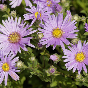 Œils de Christ Rosa Erfüllung - Astérie - Aster amellus Rosa Erfüllung - Willemse