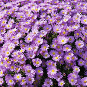 Aster nain Herbstgruss vom Bresrhof - Willemse