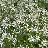 Aster divariqué - Willemse