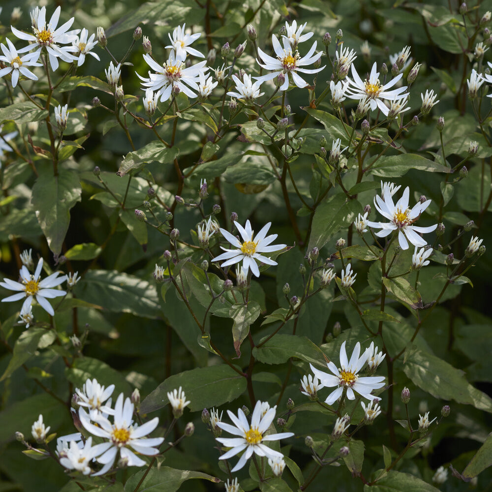 Aster - Aster divariqué - Aster divaricatus