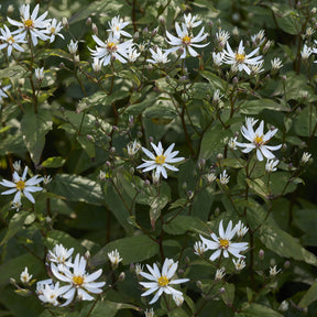 Aster - Aster divariqué - Aster divaricatus
