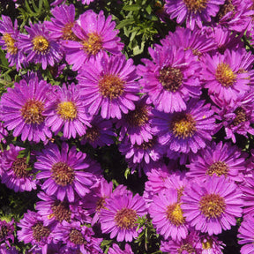 Aster nain d'automne Starlight - Willemse