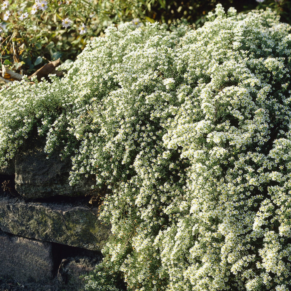 Aster  éricoïde Snowflurry - Willemse