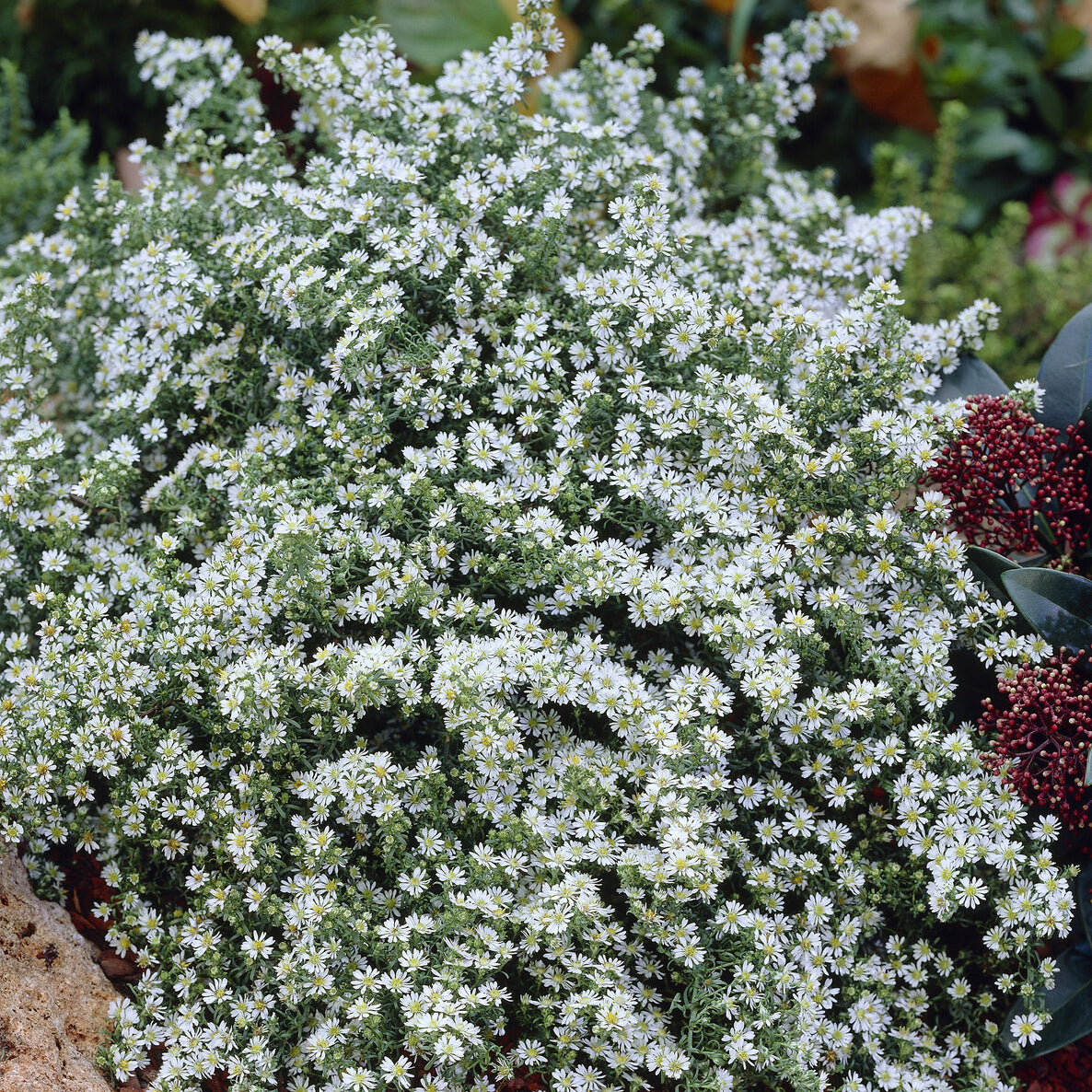 Aster - Aster  éricoïde Snowflurry - Aster ericoides Snowflurry