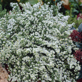 Aster - Aster  éricoïde Snowflurry - Aster ericoides Snowflurry