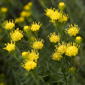 Aster linosyris - Willemse