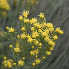 Aster linosyris - Aster linosyris - Aster