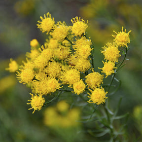 Aster linosyris - Aster linosyris - Willemse