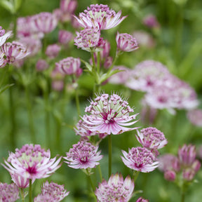 Vente 5 Vivaces roses et mauves - 