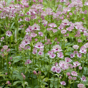 Grande astrance - Astrantia major - Willemse