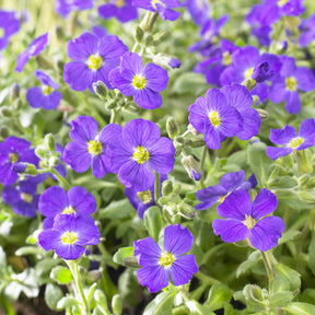 Aubrieta Cascade Blue - Aubriète Cascade Blue - Aubriete