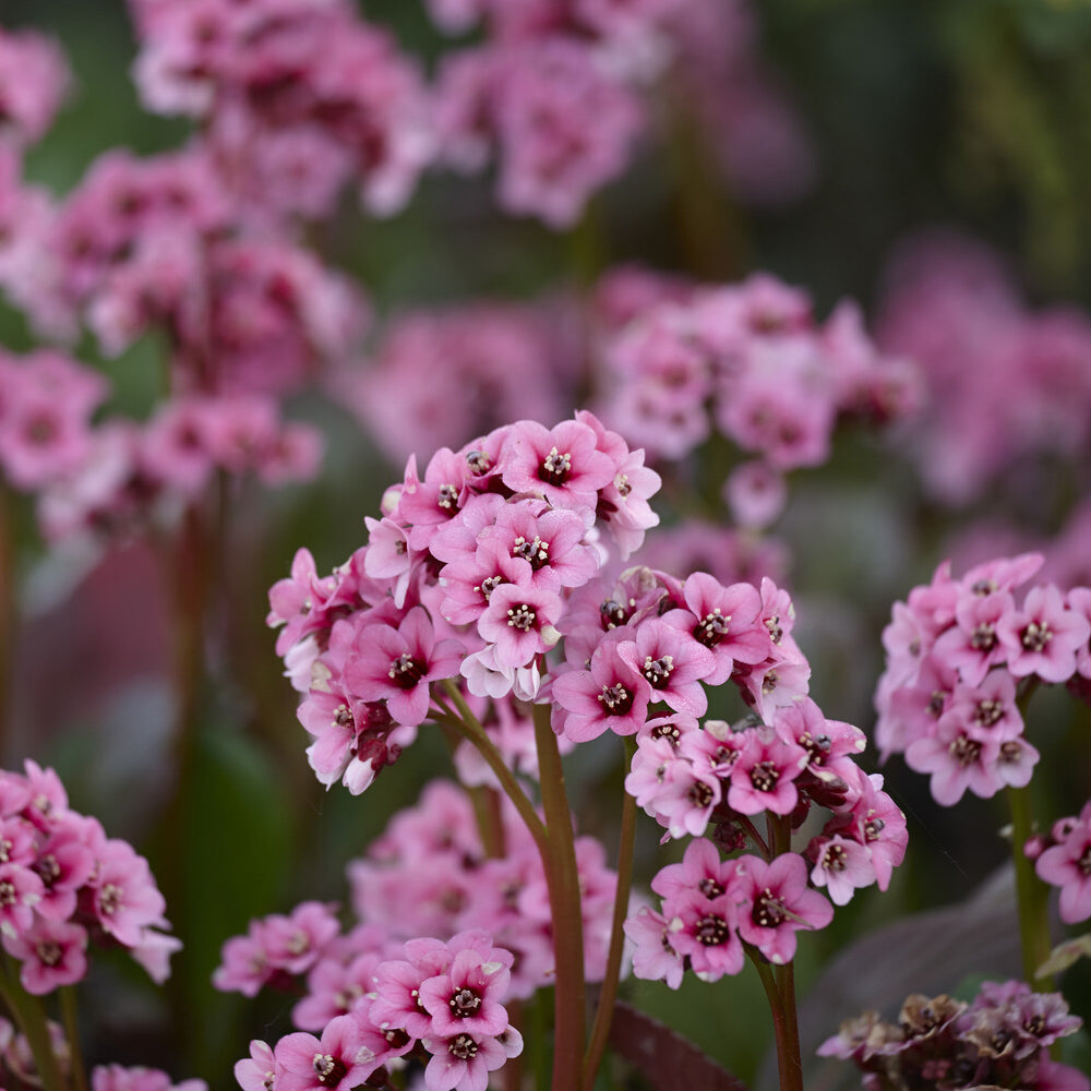 Bergénia à feuilles cordées - Bergenia cordifolia - Willemse