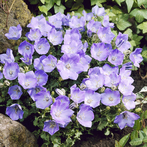 Campanula carpatica Blaue Clips - Campanule des Carpates Blaue Clips - Campanule