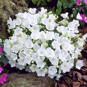 Campanula carpatica Weisse Clips - Campanule des Carpates Weisse Clips - Campanule