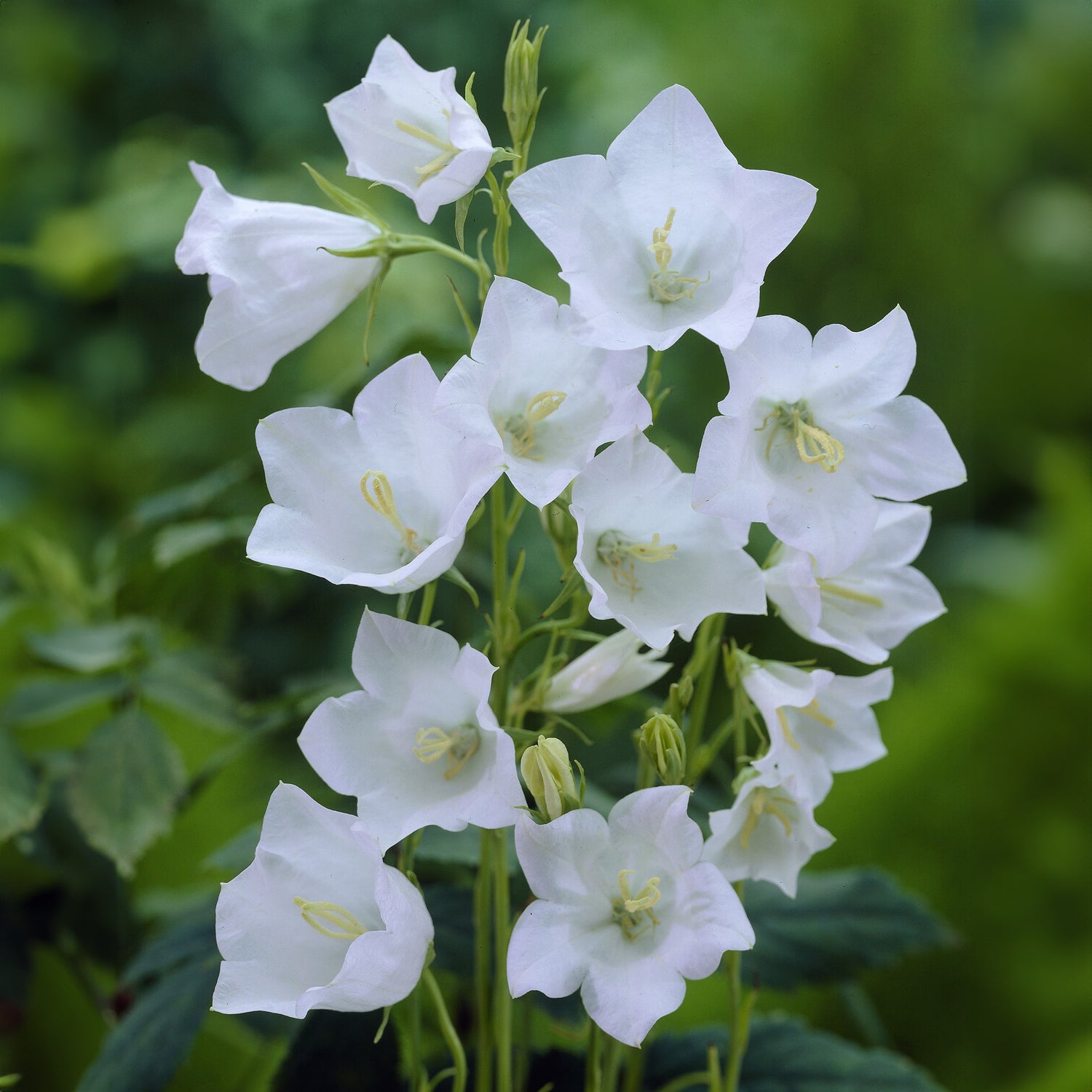 Campanula persicifolia Alba - Campanule à feuilles de pêcher Alba - Campanule