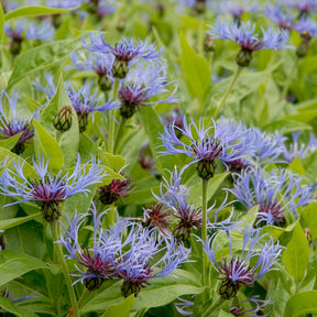 Centaurée bleue des montagnes - Willemse