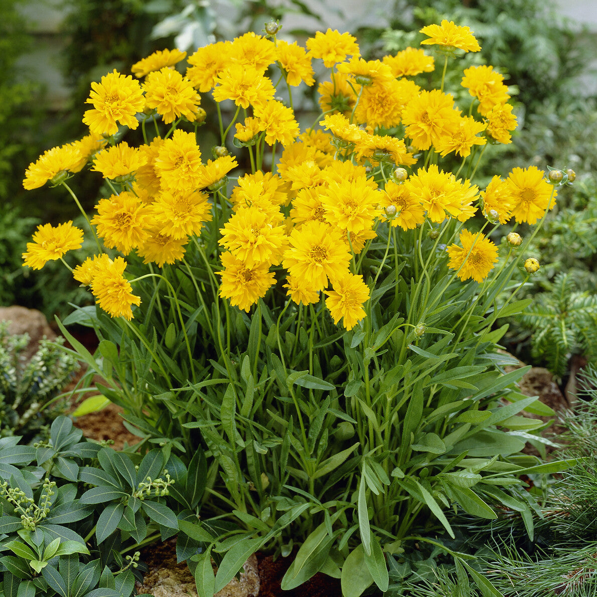 Coreopsis à grandes fleurs Early Sunrise - Coreopsis grandiflora Early Sunrise - Willemse