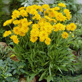 Coreopsis à grandes fleurs Early Sunrise - Coreopsis grandiflora Early Sunrise - Willemse