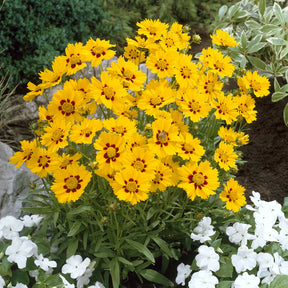 Coreopsis lanceolata Sterntaler - Coreopsis lancéolée Sterntaler - Coréopsis