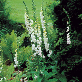 Digitale pourpre blanche - Digitalis purpurea alba - Willemse