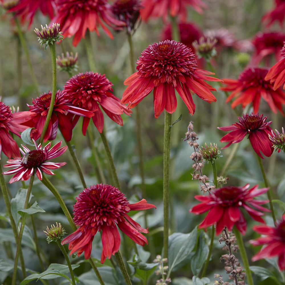 Échinacée - Echinacea - Echinacée pourpre Eccentric  - Echinacea purpurea Eccentric