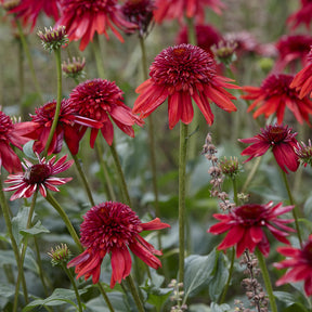 Échinacée - Echinacea - Echinacée pourpre Eccentric  - Echinacea purpurea Eccentric