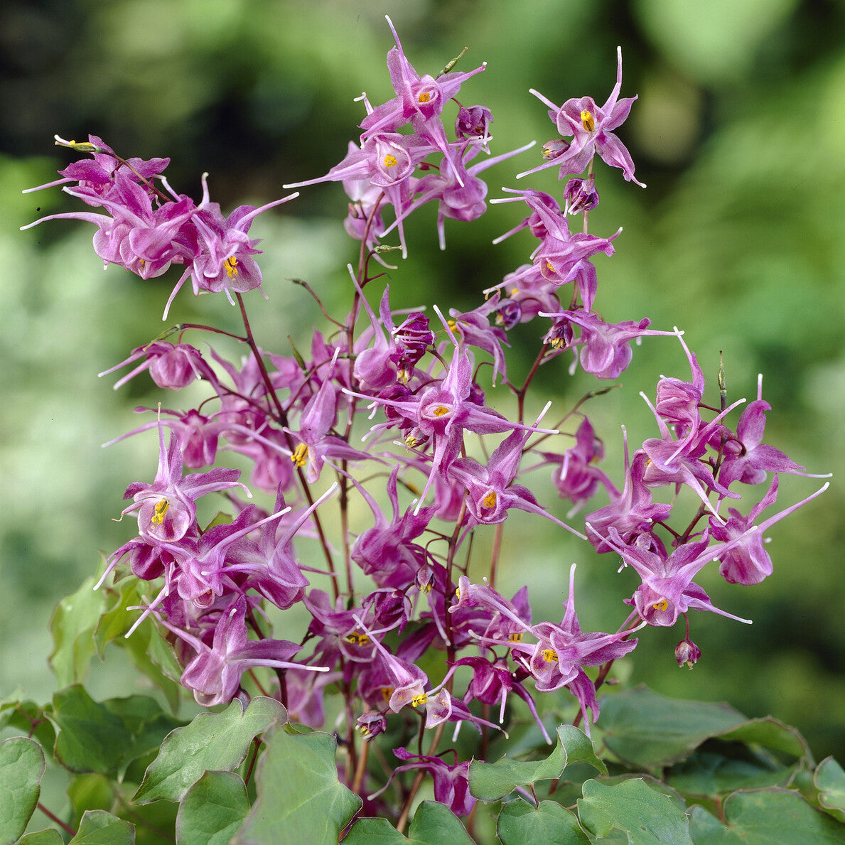Epimedium grandiflorum Lilafee - Epimedium à grandes fleurs Lilafee - Epimedium