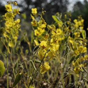 Epimedium pinnatum subsp. colchicum - Epimedium pubigerum colchicum - Epimedium