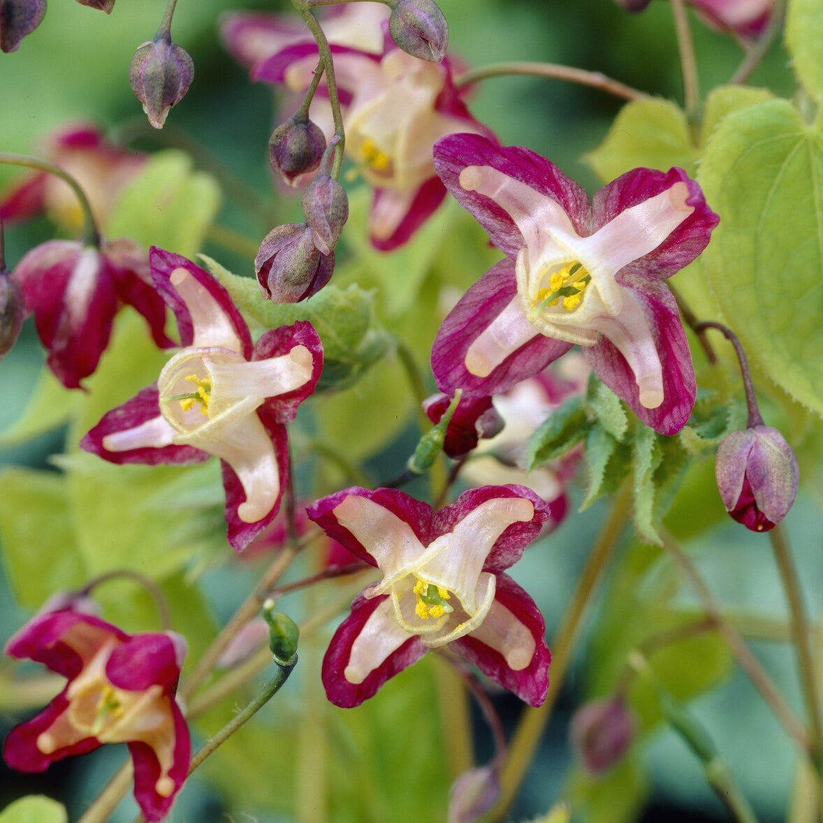 Epimedium rubrum - Epimedium rouge - Epimedium