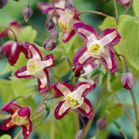 Epimedium rubrum - Epimedium rouge - Epimedium