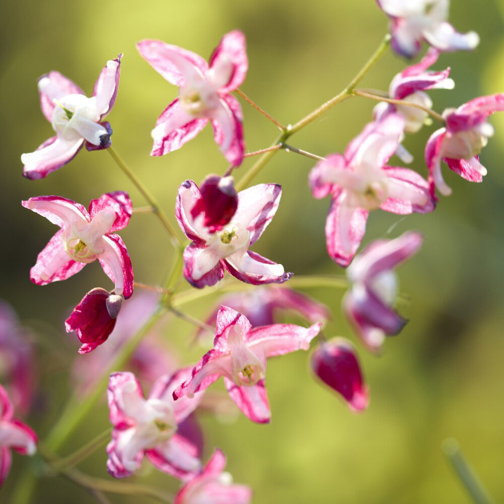 Epimedium - Epimedium rouge - Epimedium rubrum