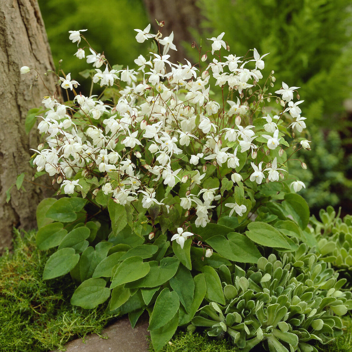 Epimedium Niveum - Epimedium youngianum Niveum - Willemse