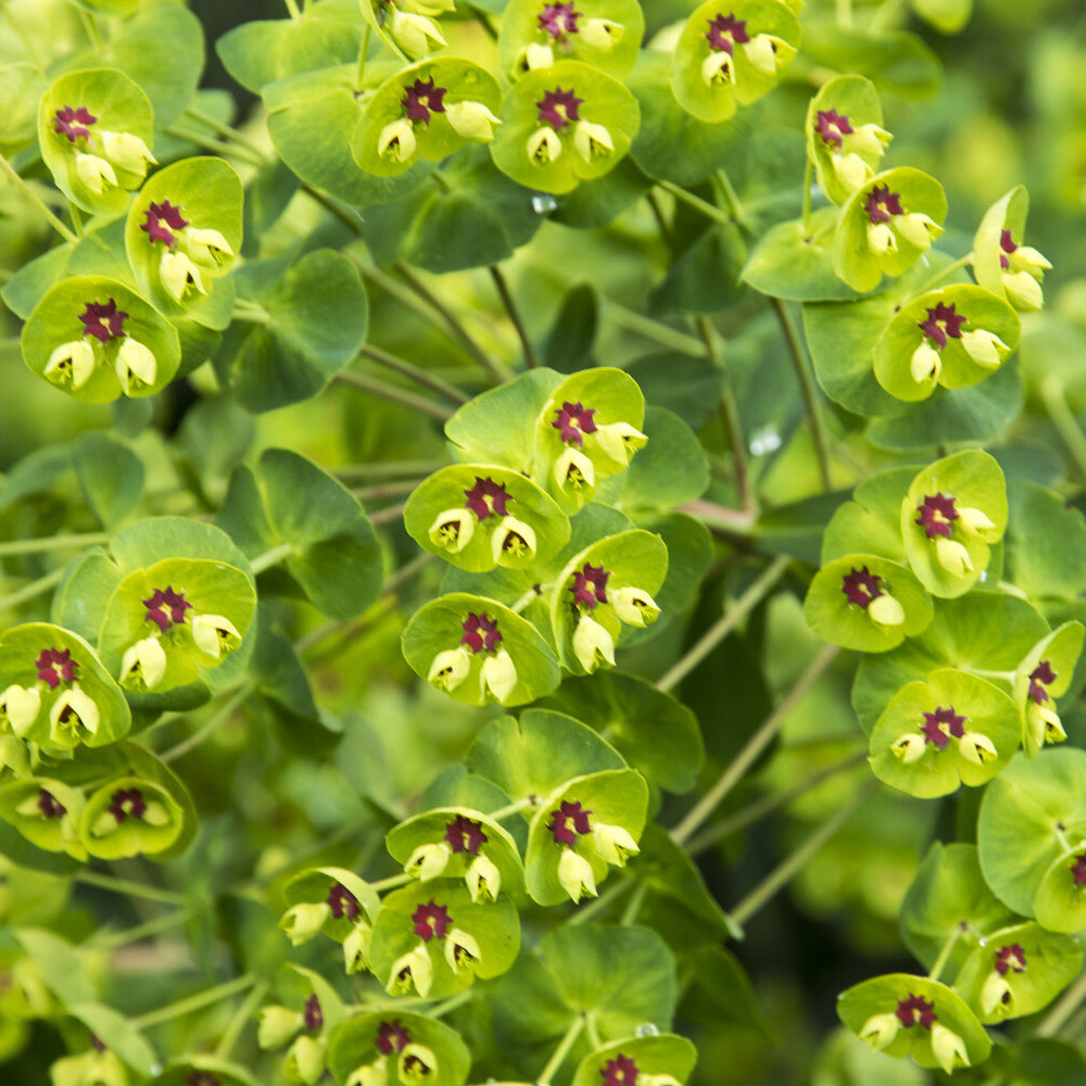 Euphorbia martinii - Euphorbe de Martin - Euphorbe