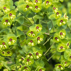 Euphorbia martinii - Euphorbe de Martin - Euphorbe