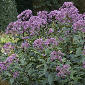 Eupatoire maculée Phantom - Willemse