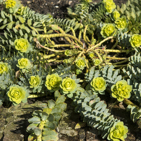 Euphorbe - Euphorbe de Corse - Euphorbia myrsinites