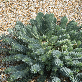 Euphorbia myrsinites - Euphorbe de Corse - Euphorbe