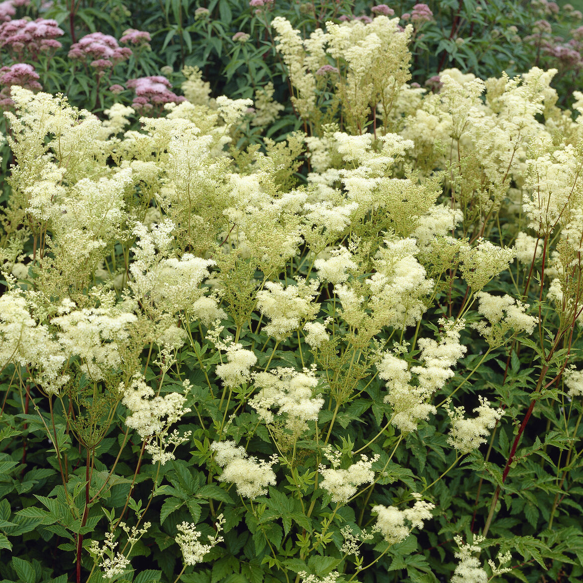 Filipendule - Reine des près Plena - Filipendula ulmaria Plena