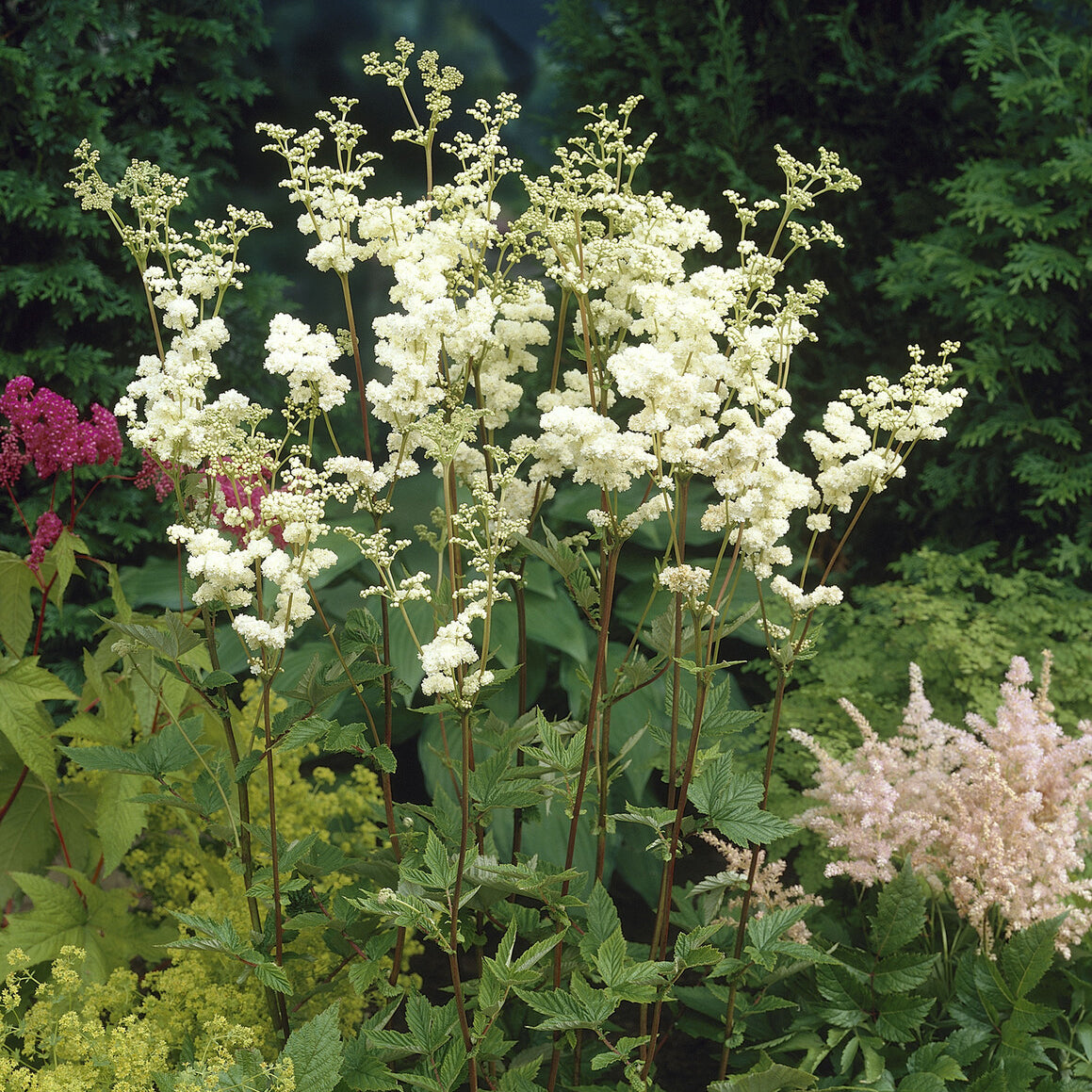 Filipendula ulmaria Plena - Reine des près Plena - Filipendule
