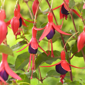 Fuchsia Mrs Popple - Willemse