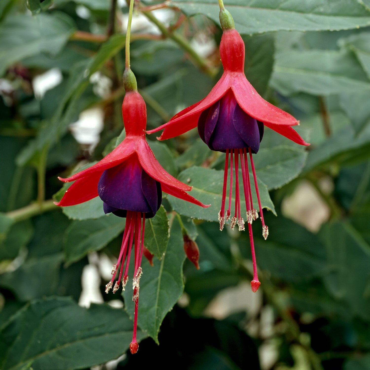 Fuchsia - Fuchsia Mrs Popple - Fuchsia Mrs Popple