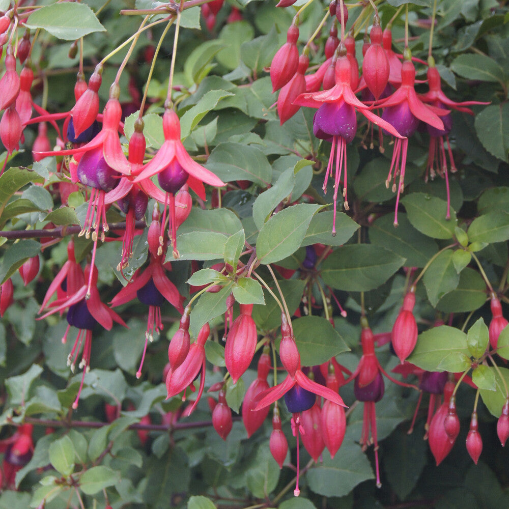 Fuchsia Mrs Popple - Fuchsia Mrs Popple - Fuchsia