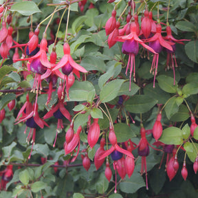 Fuchsia Mrs Popple - Fuchsia Mrs Popple - Fuchsia